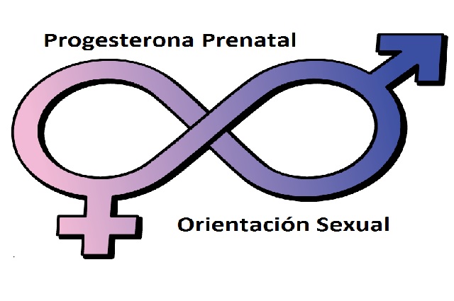 Progesterona Bisexualidad