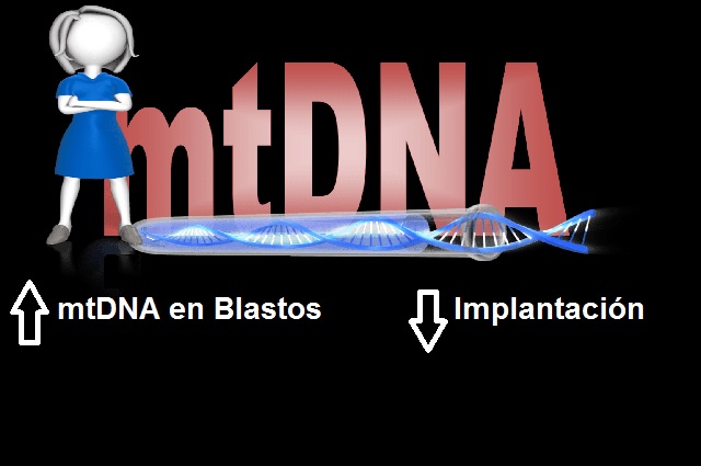 mtDNA