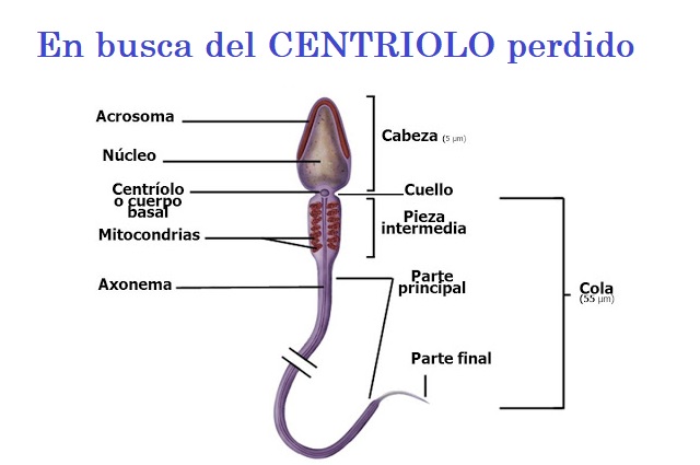 Centriolo