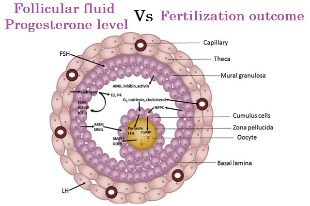 Follicular fluid progesterone level