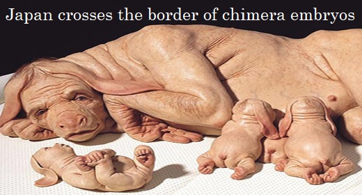 Japan crosses the border of chimera embryos | Okilab