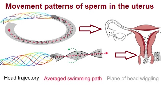 Sperm movement patterns in the uterus